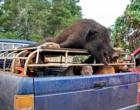 Saturday pig hunters come home with the bacon - Kula Maui Hawaii