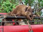 Pig hunters on Maui do it with their dogs.  Kula Maui Hawaii
