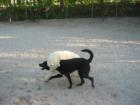 Jade & Ripley at Bark Park in White Plains. 