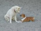 Jade and Bruiser at Bark Park in White Plains
