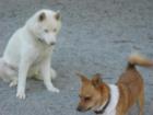Jade and Bruiser at Bark Park in White Plains