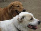 Katie and Murphy at Kingsland Point Bark Park