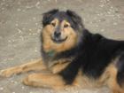 Tuco at Kingsland Point Bark Park - a known bird watcher!