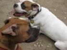 A profile of two boxers!  And they do box! Kingsland Point Bark Park.