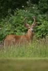 handsome buck