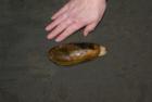 Razor clamming, January 20, 2008