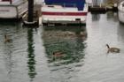 Waterfowl, Canada Goose, at the harbor