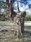Very Very Old Native Cedar Trees at Doaksville and in the Fort Towson Cemetery
      