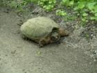 Another Sparta Visitor, Snapping Turtle, (Chelydra serpentina)