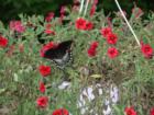 One of the Many and Varied Butterflies to Viist Sparta, Eastern Black Swallowtail Butterfly (Papilio polyxenes asterias)
      