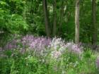 Roadside in June