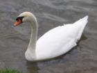Swan in Lake Morton