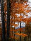 Fall Colors around Bakersville