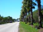 Tree lined road in Cory Lakes