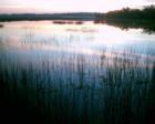 Marshes of Battery Creek