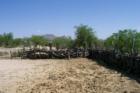 Log Corral Fence