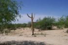 Saguaro Sentinel