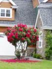 Rhodies in Bloom, Barkley area