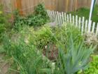 Look at my garden grow. 