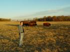 My daughter in a field of Buffalo at a property I have for sale.