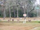 Deer in the middle of the day....