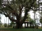 Stately Live Oak Tree and Gazebo