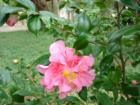 Camellia in bloom