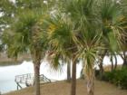 Palmetto Trees