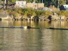 Harbor Seals by GP