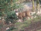 Photo taken from Schiller Station along the Springwater Trail. 