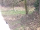 Two dear along the spring water trail