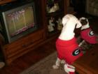 All dogs in Athens, Georgia love their University of Georgia Bulldogs!