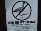 Poor waterfowl!! Lake Codorus Park Hanover PA