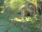Fort Myers Beach gardens, FL