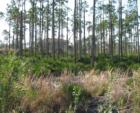 Bokeelia, Pine Island acreage, Lee County, FL
