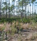 Bokeelia glorious Old Florida acreage, Pine Island, Lee County, FL