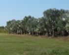 Bokeelia acreage, Pine Island, FL