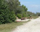 Bokeelia, Pine Island, FL