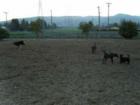 Del Mar Dog Park