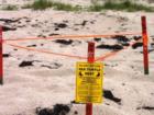 Sea Turtle Nest on the Beach