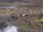 Fanno Creek Park