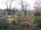 Fanno Creek Park