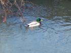 Fanno Creek Park
