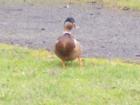 Fanno Creek Park