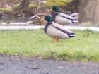 Fanno Creek Park