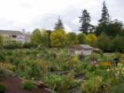 Community Pea Patch