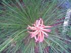 Pine in Bloom