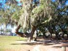 John Sanders Park or commonly known as the tree park