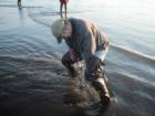 Digging for Razor Clams