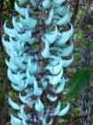 flowers hanging on a jade vine in a Haiku Maui garden - north shore home for sale